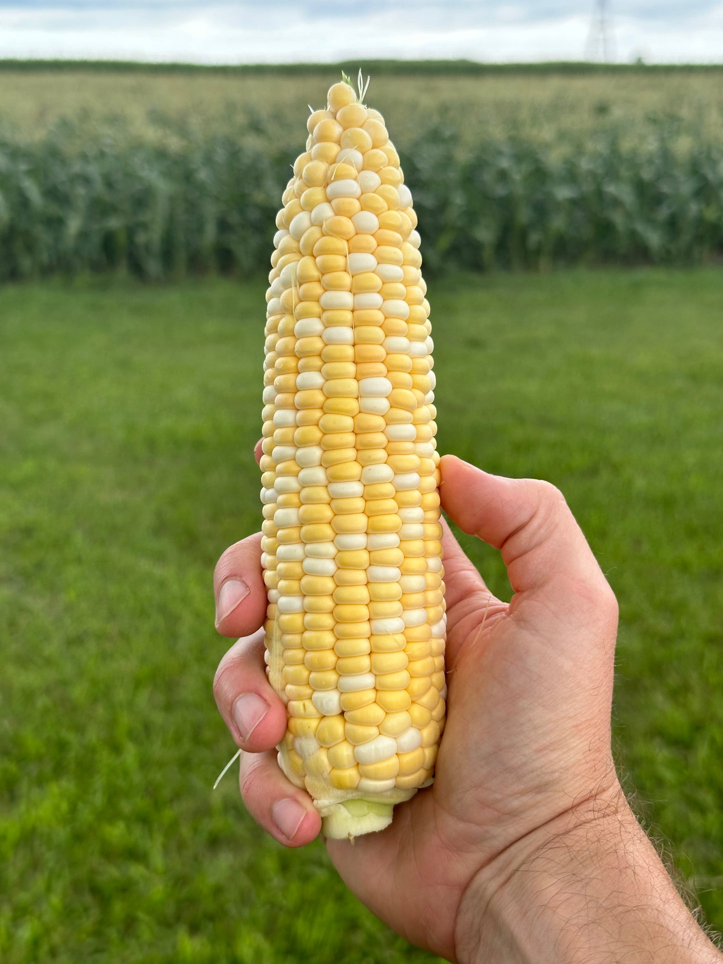 Half-Dozen Ears of Sweeter Corn