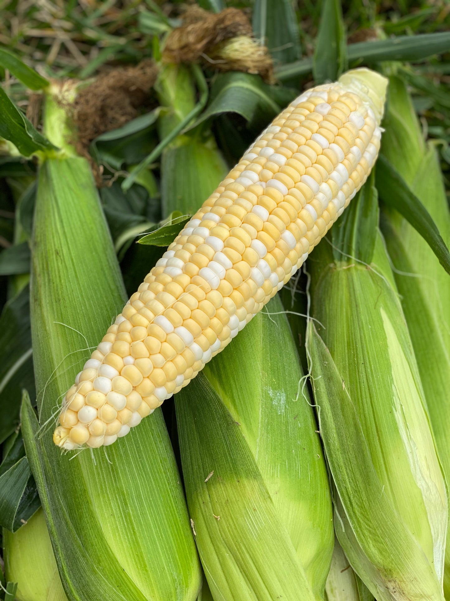 Two Dozen Ears of Sweeter Corn